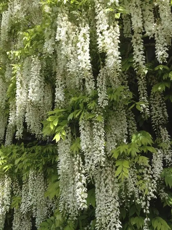Wisteria-frø – Spiky blomster til detox og urtedyrkning på en altan eller i haven