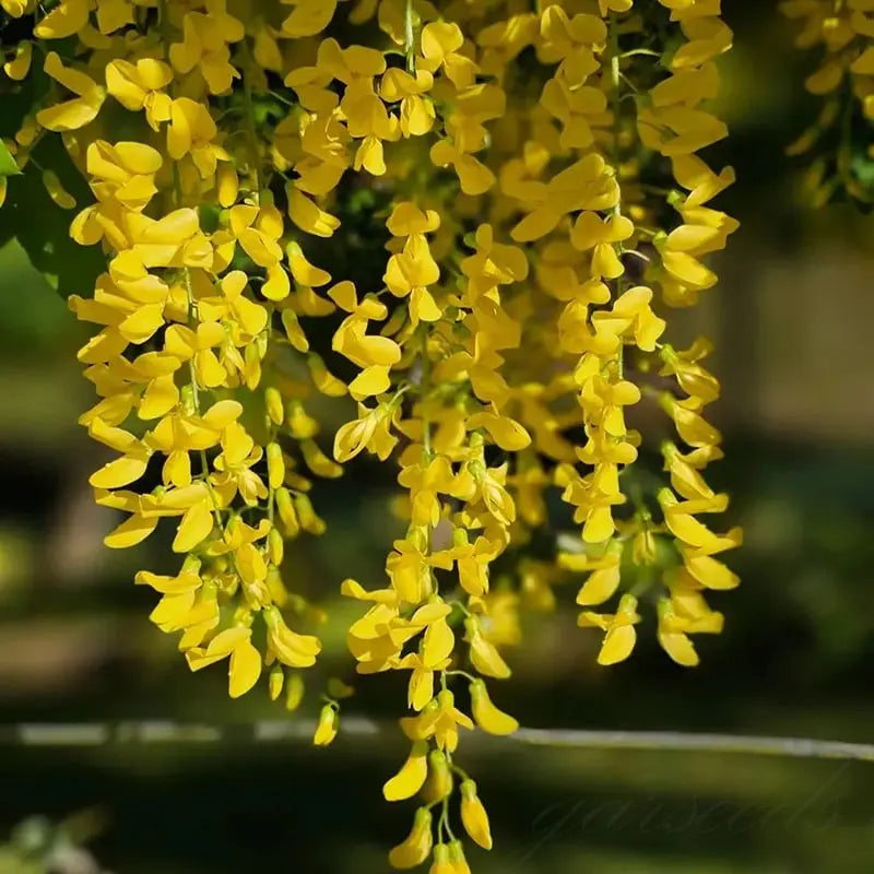 Wisteria-frø – Spiky blomster til detox og urtedyrkning på en altan eller i haven