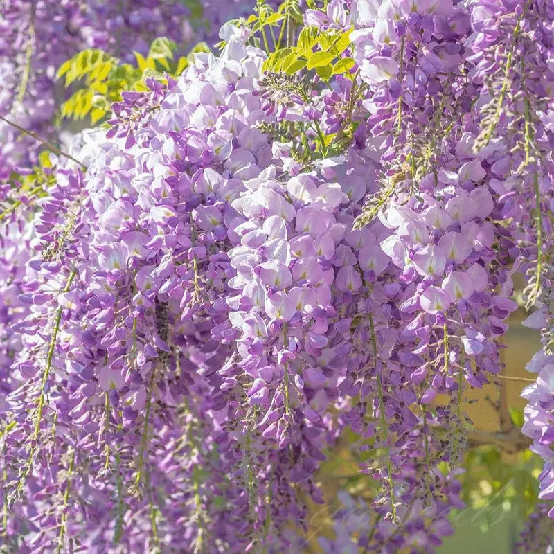 Wisteria-frø – Spiky blomster til detox og urtedyrkning på en altan eller i haven