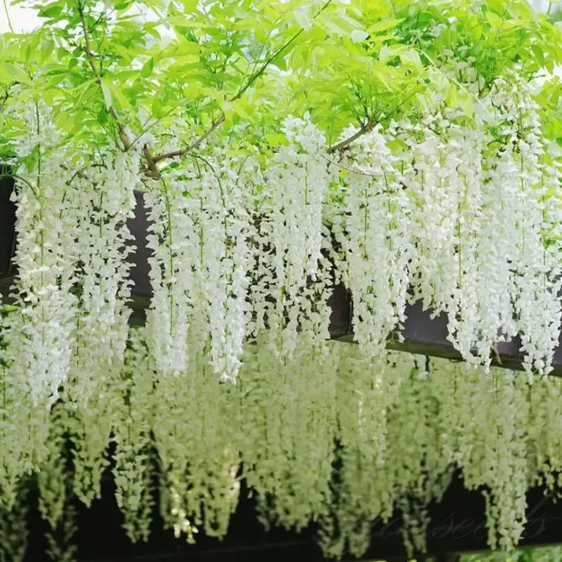 Wisteria-frø – Spiky blomster til detox og urtedyrkning på en altan eller i haven