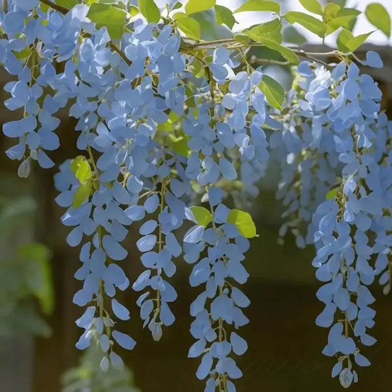 Wisteria-frø – Spiky blomster til detox og urtedyrkning på en altan eller i haven