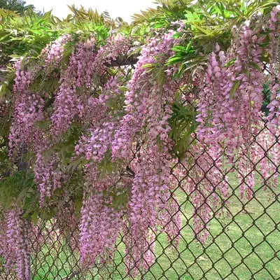 Wisteria-frø – Spiky blomster til detox og urtedyrkning på en altan eller i haven