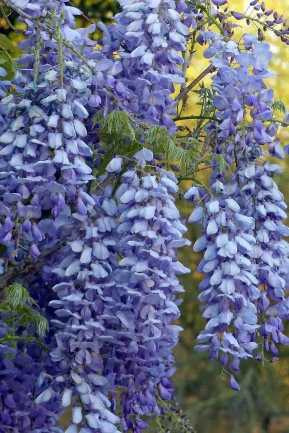 Wisteria-frø – Spiky blomster til detox og urtedyrkning på en altan eller i haven